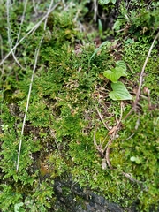Selaginella pallescens