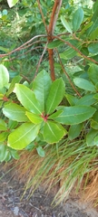 Arbutus unedo