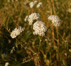 Gypsophila glomerata