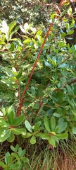 Arbutus unedo