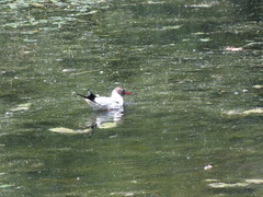 Chroicocephalus ridibundus