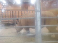 Rhinocerotidae