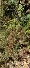 Erica arborea