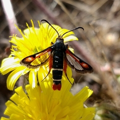 Pyropteron chrysidiforme