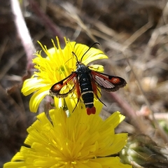 Pyropteron chrysidiforme