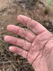 Aristida latifolia