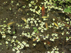 Spirodela polyrhiza