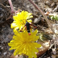Pyropteron chrysidiforme