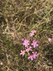 Centaurium littorale