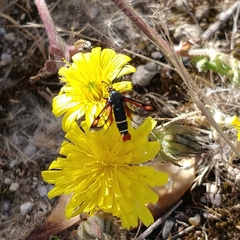 Pyropteron chrysidiforme