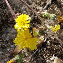 Pyropteron chrysidiforme