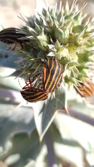 Graphosoma italicum sardiniensis