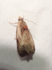 Olethreutes inornatana