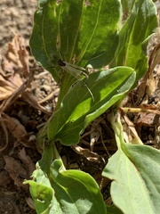Chironomidae