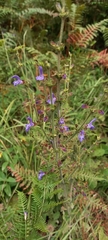 Salvia forskaehlei