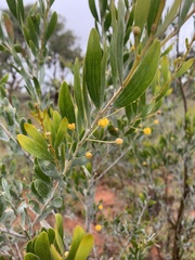 Acacia melleodora