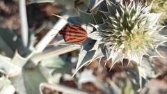 Graphosoma italicum sardiniensis