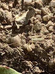 Chironomidae