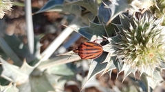 Graphosoma italicum sardiniensis
