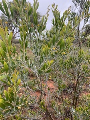 Acacia melleodora