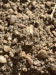 Chironomidae