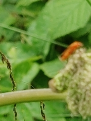 Rhagonycha fulva