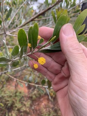 Acacia melleodora