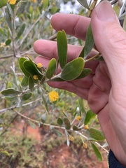 Acacia melleodora