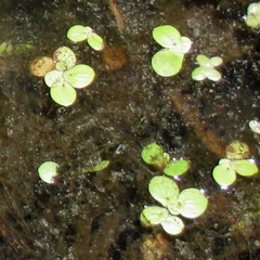 Spirodela polyrhiza