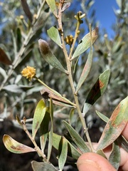Acacia melleodora