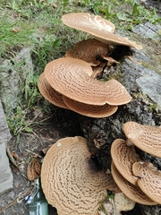 Cerioporus squamosus