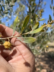 Acacia melleodora