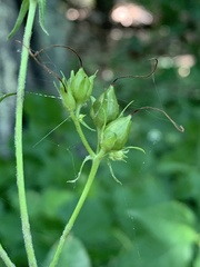 Phytomyza penstemonis