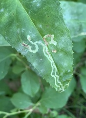 Phytomyza penstemonis