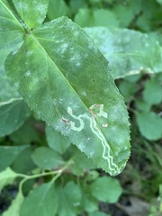 Phytomyza penstemonis