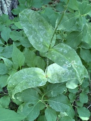 Phytomyza penstemonis