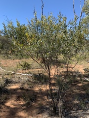 Acacia melleodora