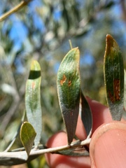 Acacia melleodora