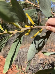 Acacia cowleana