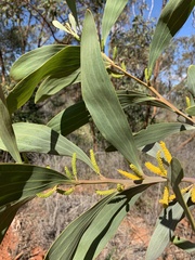Acacia cowleana