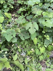 Vitis ficifolia
