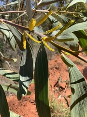 Acacia cowleana