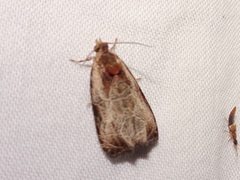 Olethreutes inornatana