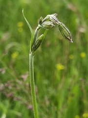 Silene nepalensis