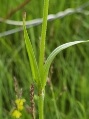 Silene nepalensis