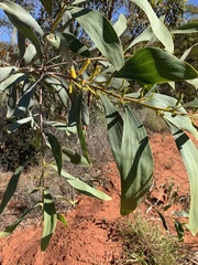 Acacia cowleana