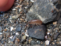 Traskorchestia traskiana