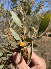 Acacia melleodora