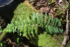 Polystichum braunii image