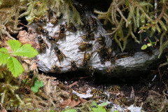 Dolichovespula norvegicoides